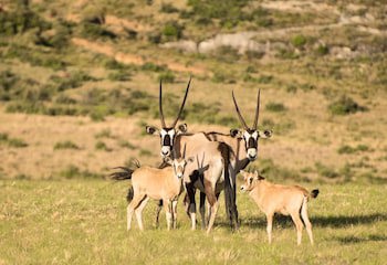 Moolmanshoek Private Game Reserve