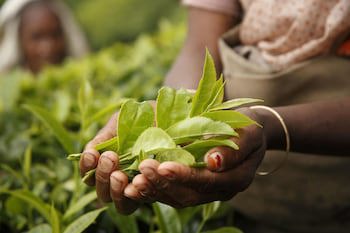 Sterling Munnar