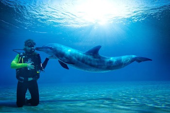 Atlantis, The Palm