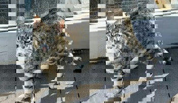 Villa Sphendone Suites