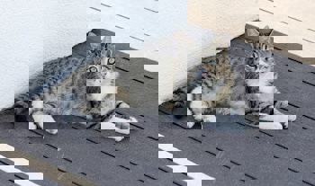 Villa Sphendone Suites