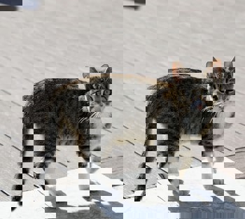 Villa Sphendone Suites