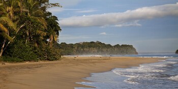 Le Cameleon Puerto Viejo