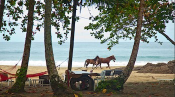 Le Cameleon Puerto Viejo