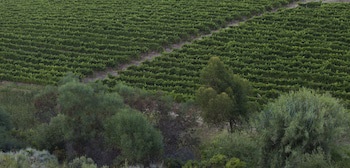 Asara Wine Estate & Hotel