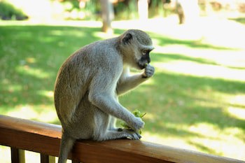 The David Livingstone Safari Lodge & Spa