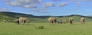 Shamwari Long Lee Manor