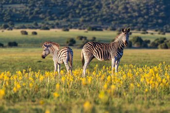Shamwari Long Lee Manor