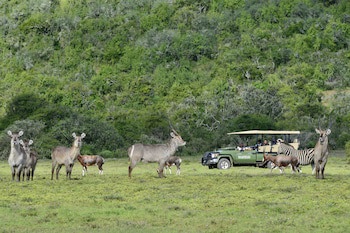 Shamwari Long Lee Manor