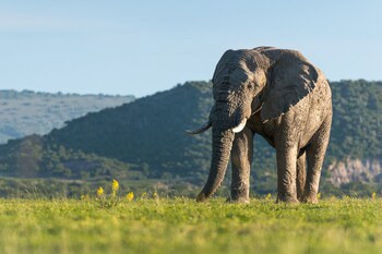 Shamwari Long Lee Manor