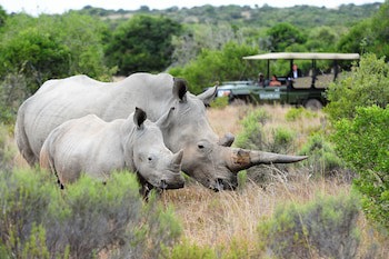 Shamwari Long Lee Manor