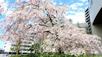 Ana Crowne Plaza Niigata, An Ihg Hotel
