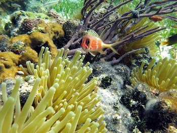 Windsong On The Reef