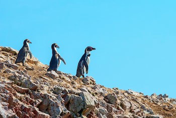 The Legend Paracas Resort, A Destination By Hyatt Hotel