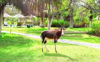 Mokuti Etosha
