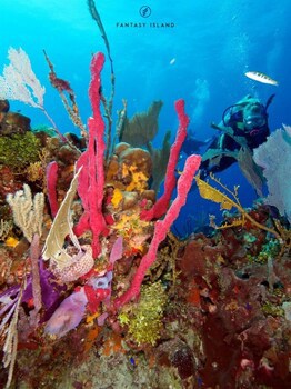 Fantasy Island Beach Resort, Dive And Marina All Inclusive