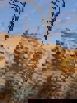 Traveller's Cave Hotel