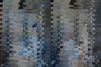 Elkep Evi Cave Hotel