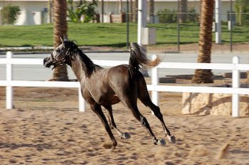 Concorde El Salam Hotel Sharm El Sheikh Sport Hotel