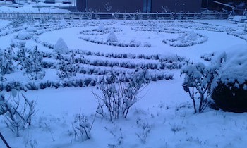 Alpenrose