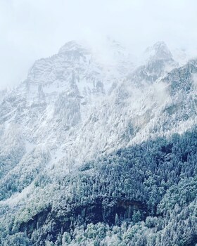 Alpenrose