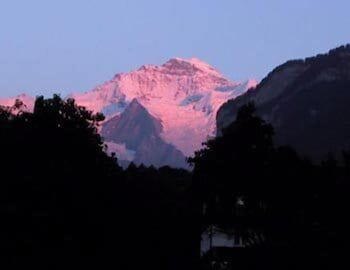 Alpenrose