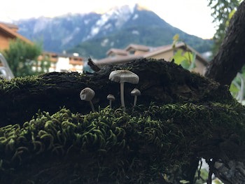 Alpenrose
