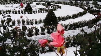 Alpenrose