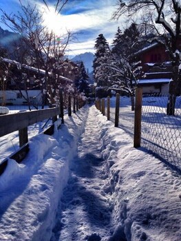 Alpenrose