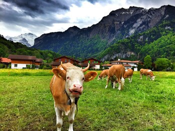 Alpenrose