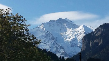 Alpenrose