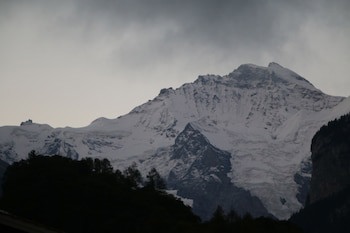 Alpenrose