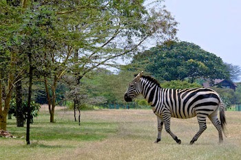 Great Rift Valley Lodge And Golf Resort