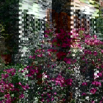 Terrace Houses Sirince - Fig, Olive Clockmakers And Grapevine