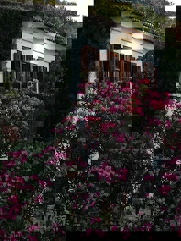 Terrace Houses Sirince - Fig, Olive Clockmakers And Grapevine