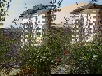 Terrace Houses Sirince - Fig, Olive Clockmakers And Grapevine