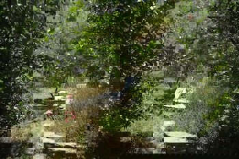 Terrace Houses Sirince - Fig, Olive Clockmakers And Grapevine