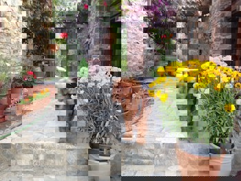 Terrace Houses Sirince - Fig, Olive Clockmakers And Grapevine