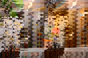 Almina Hotel - Special Class