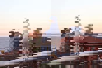 Almina Hotel - Special Class