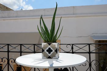 Argonauta fotoğrafı