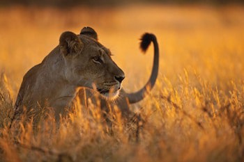 Four Seasons Safari Lodge Serengeti