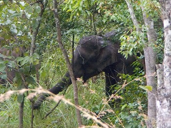 Elephant Valley