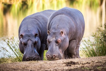 Botlierskop Private Game Reserve