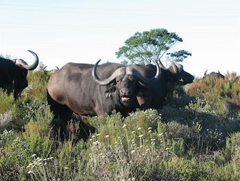Botlierskop Private Game Reserve