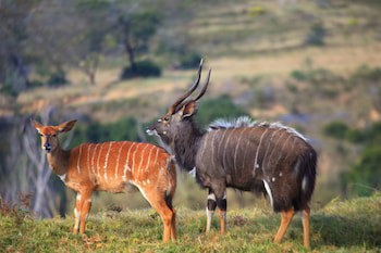 Botlierskop Private Game Reserve