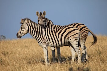 Botlierskop Private Game Reserve