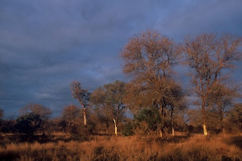 Rhino Post Safari Lodge