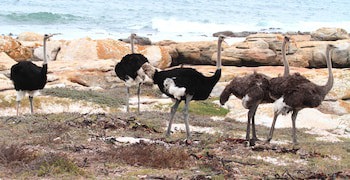 Albatross Guest House