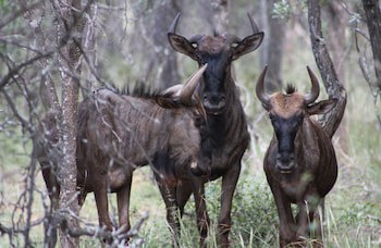 Zwahili Game Lodge & Spa